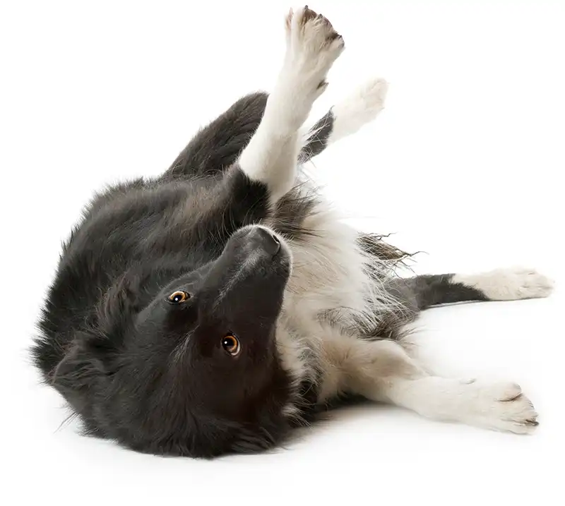 VETS Border Collie VETS Border Collie