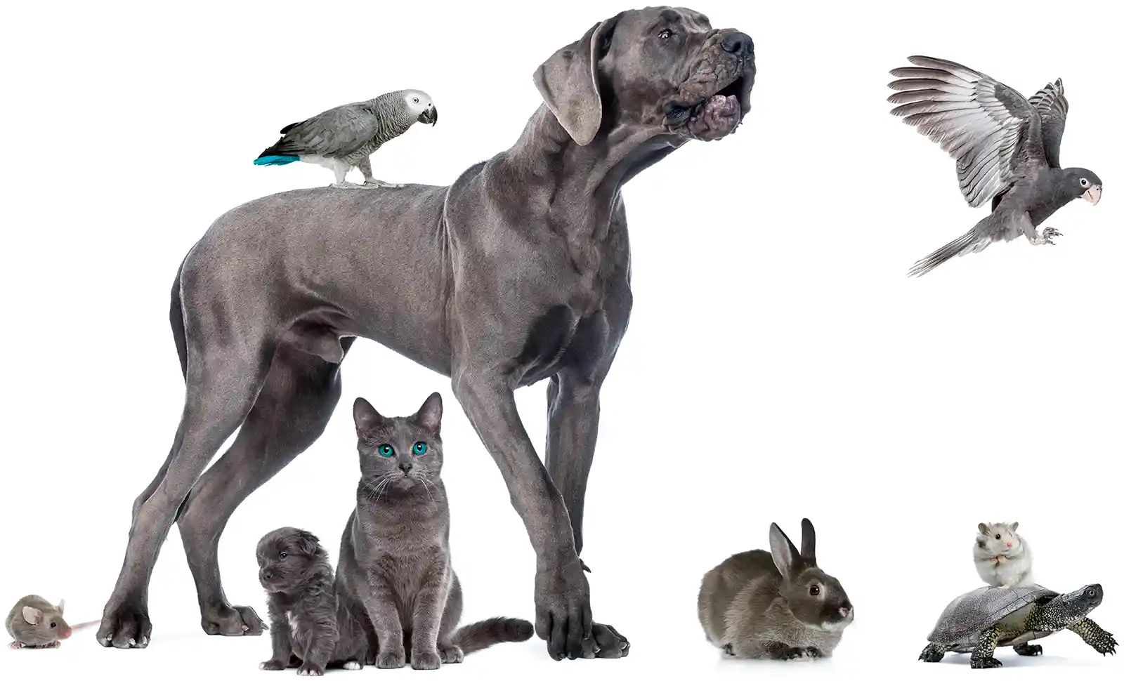 VETS – Group of pets – dogs cat birds hamster turtle mouse group of pets dog cat bird reptile rabbit PZZCA9C R